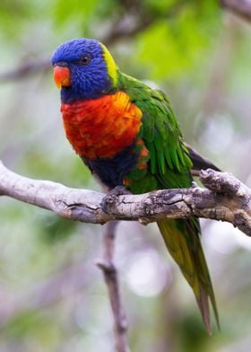 Rainbow Lorikeet Thinking