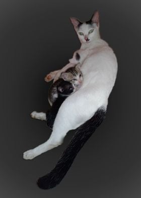 Mother Cat2