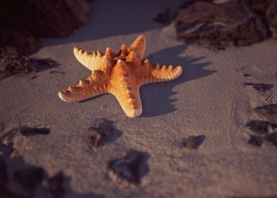 Starfish Beach Animal