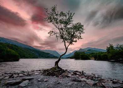 Sunsrise at a lonely tree