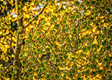 Aspen Leaves Changing