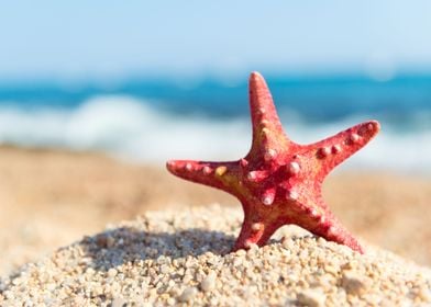 Starfish Beach Animal