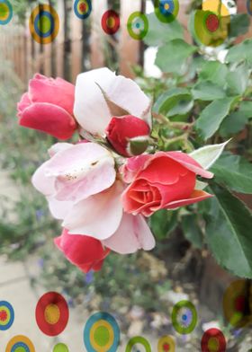 Hippie pink roses 