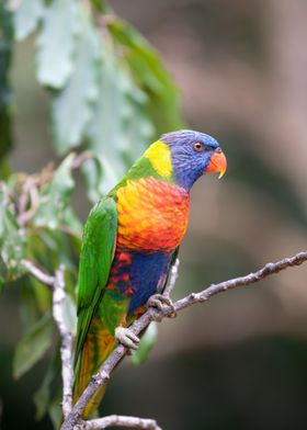 Rainbow Lorikeet