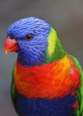 Rainbow Lorikeet Portrait