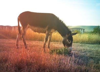 Rainbow donkey pasture