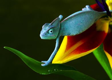 Chameleon Animal