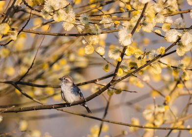 bird autumn