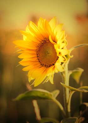 Flower of yellow sunflower