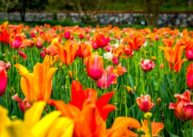 North Carolina Tulip Field