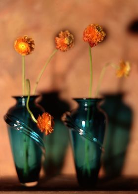 Ranunculus in Blue