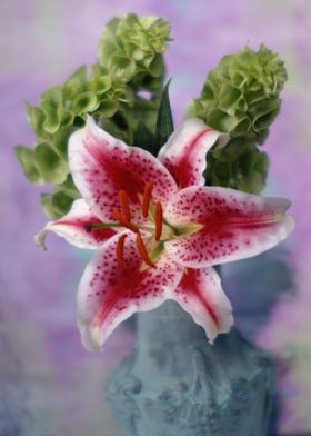 Stargazer Lily