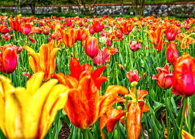 North Carolina Tulip Field