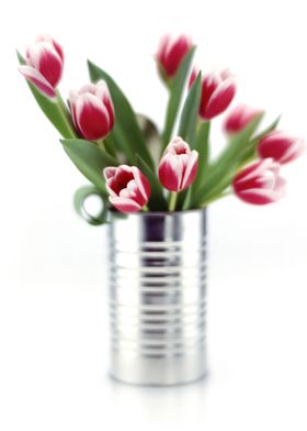 Tulips in Can