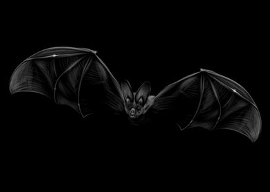 Bat