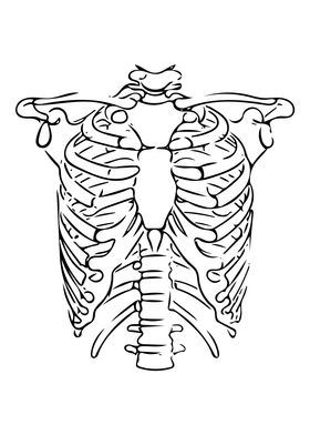 Ribcage Line Art Minimal