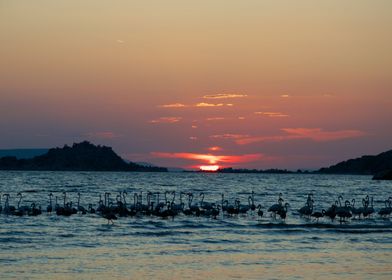 Flamingo Animal Sunset