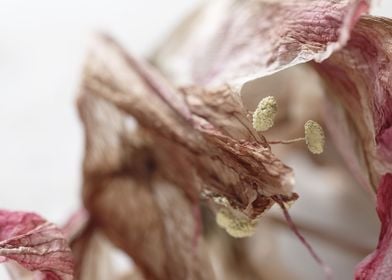 Dried Amaryllis