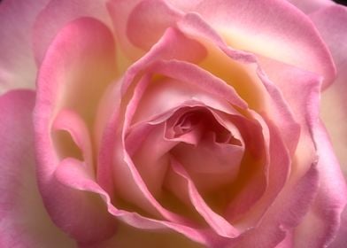 Pink Rose