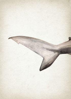 Hammerhead Shark Art Part 