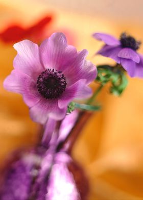 Anemones in Spring