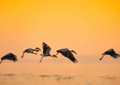 Flamingo Animal Sunset