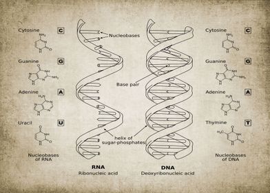 RNA DNA vintage poster