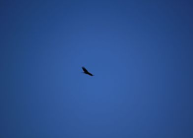 Eagle blue sky