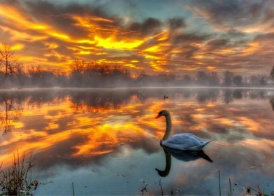 Swan Animal Sunset