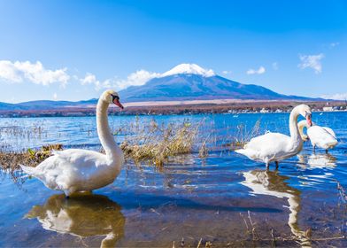 Swan Animal Sunset