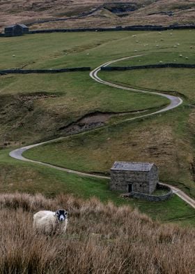 Yorkshire Dales Sheep