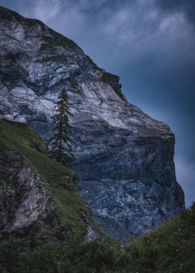 Lonely Tree