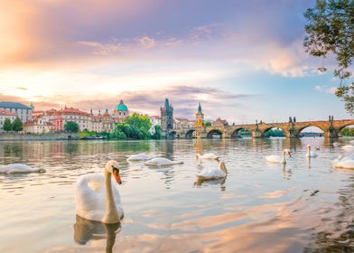 Swan Animal Sunset