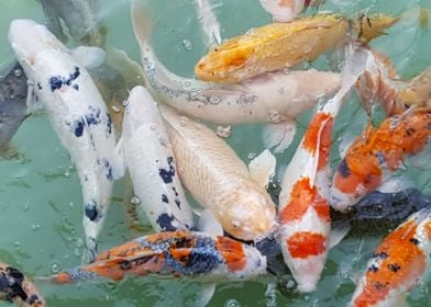 Koi feeding frenzy