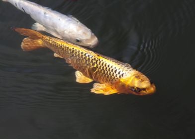 Silver and Gold Koi