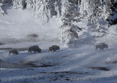 Yellowstone Winter