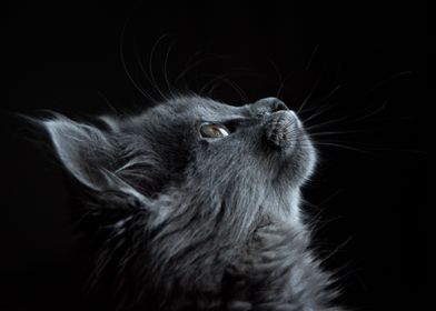 Dark Gray Cat