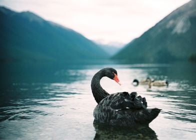 Swan Animal Sunset