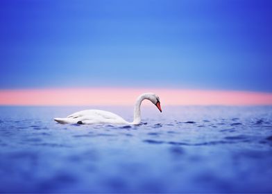 Swan Animal Sunset