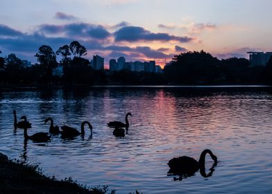 Swan Animal Sunset