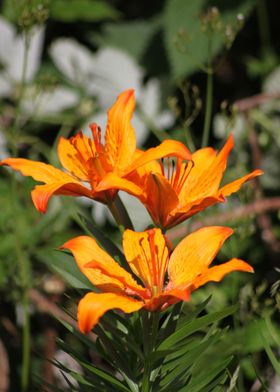 Orange montain flower