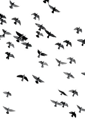 Flock of Birds