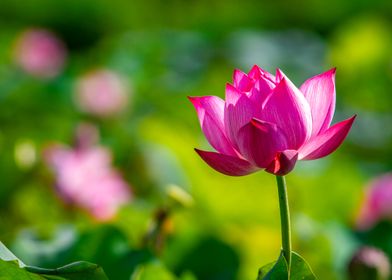 Closeup of Lotus flower