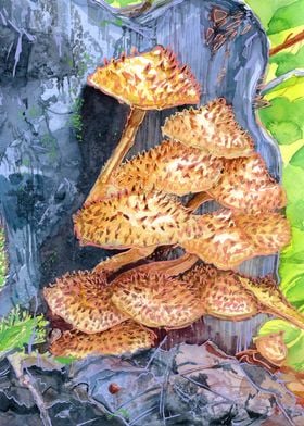 Scaly Cap Mushroom