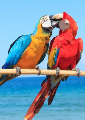 Macaw Love