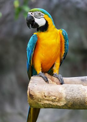 Blue and Yellow Macaw