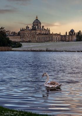Swan on the castle lake