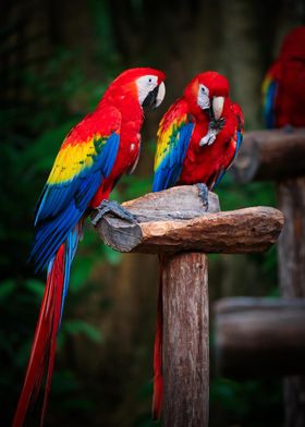 Scarlet Macaws