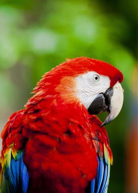 Scarlet Macaw