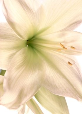 Amaryllis